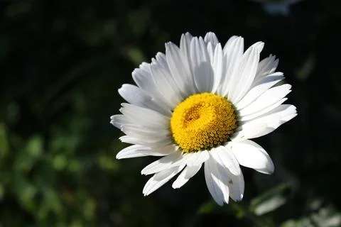 Macro Close Up of Single White Daisy Flower with Yellow Center Stock Photos