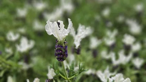 Macro Close-Up of a Single White Lavender Bloom with Purple Center Stock Photos