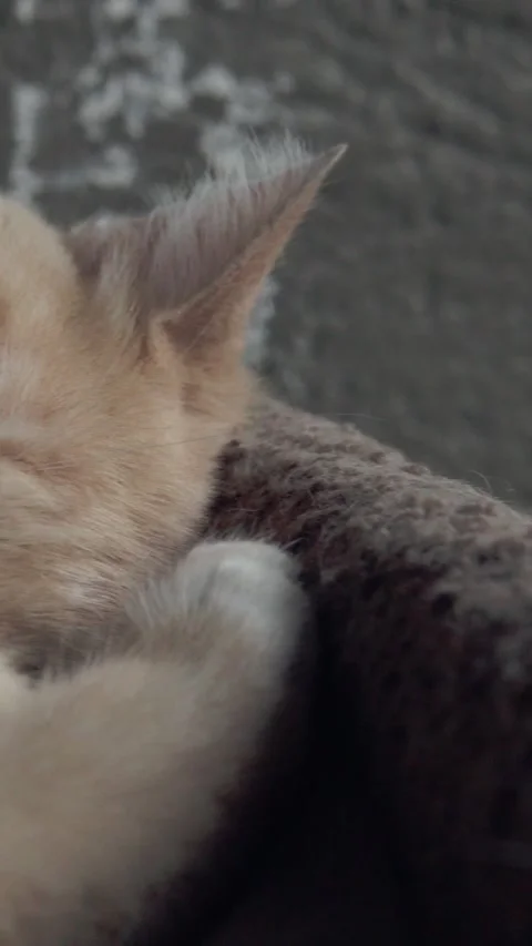Macro close up of sleeping cat showing soft beige fur closed eye and delicate Stock-Footage 343710493