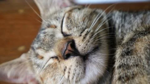 Macro close up of a sleeping tabby cat's face with long whiskers. Stock-Fotos