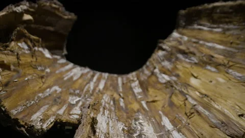 Macro close up slider shot of tree bark texture, 2 clips Stock Footage 154144929