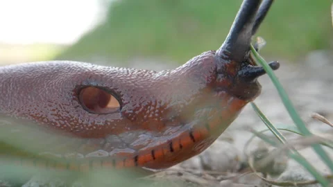Macro close up of slimy Red Slug in Slow motion - Chocolate Arion with Stock Footage 164036794