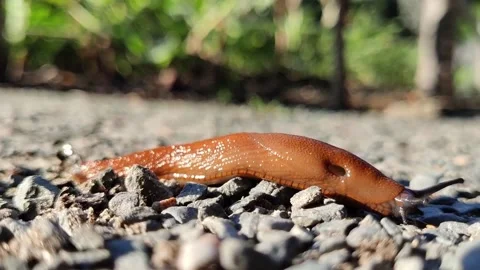 Macro close up of a slug crawling outdoors in Berlin Schoeneberg 2021 Video stock 335841845