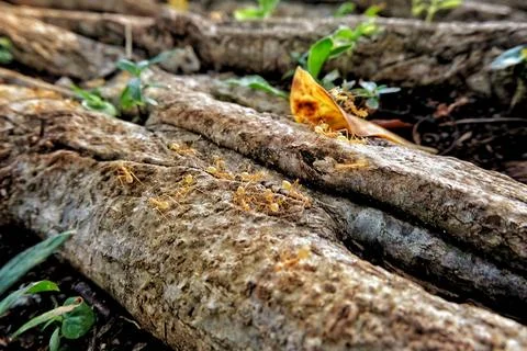 Macro close-up of small ants trailing on textured tree root with dried leaf Stock Photos