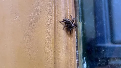 Macro close-up of a small black and white jumping spider on a wall. Stock Footage 320504305