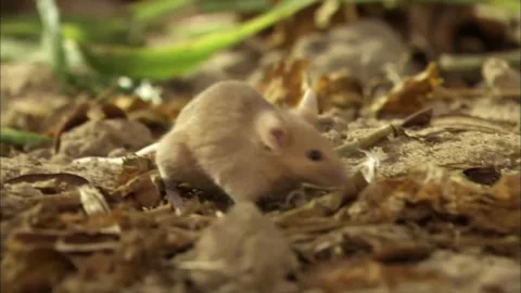 Macro Close Up of Small Forest Rodent, Detailed Wild Mouse View, 4K Stock Footage 337055196