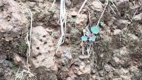 Macro close-up of small green sprouts growing on soil ground Stock Footage 346280759