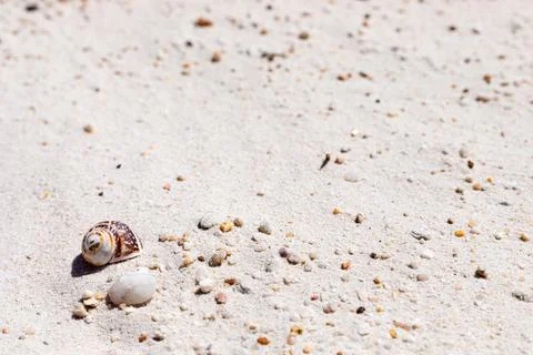 Macro close-up of small pebbles and seashell on beach sand Stock Photos