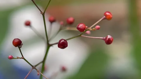 Macro close up of small red berries on branch Video stock 346547834