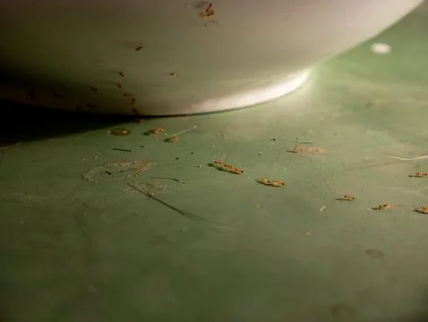 Macro close-up of small red orange ants crawling on green scratched table s.. Foto stock
