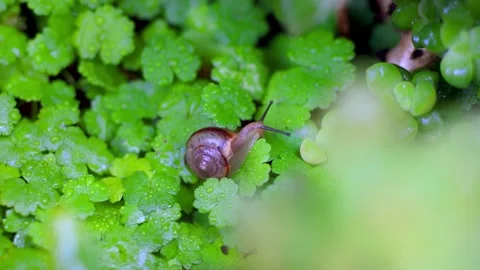 Macro Close Up of a Small Snail Crawling on Wet Green Garden Leaves Stock Footage 342002299