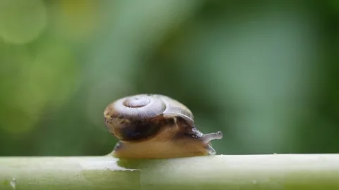 A macro close up of a small snail moving across a twig Stock Footage 160556604