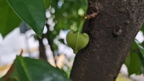 Macro close-up of a small soursop flower bud growing on a mature soursop tree Video stock 331127190