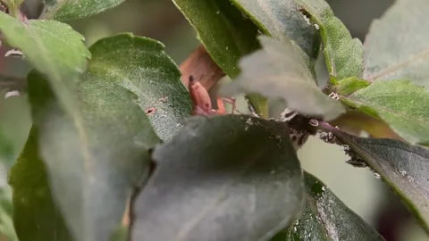 Macro close up of small spider abdomen on green leaf Stock-Footage 346554798
