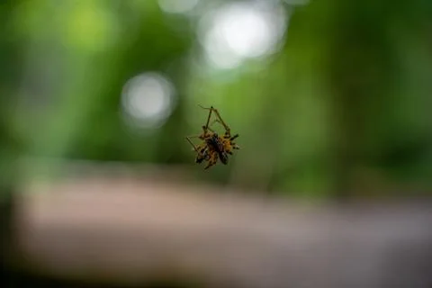 Macro Close-Up Of A Small Spider Hanging On Web With Soft Green Bokeh Backg.. Stock Photos