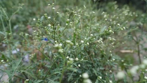 Macro close-up: small white baby's breath flowers on thin stems, delicacy. Stock Photos