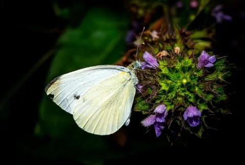 Macro close-up of a small white butterfly (Pieris rapae) Stock Photos