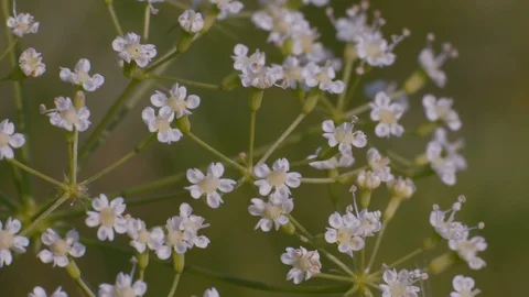 Macro Close-up of Small White Flowers Growing on a Glade in the Forest Stock Footage 98514356
