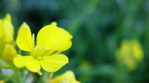 Macro Close Up of Small Yellow Wildflower with Soft Green Bokeh Stockbeeldmateriaal 332997760