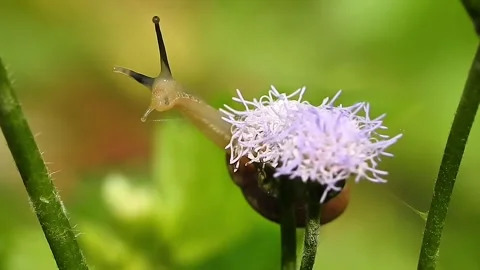 Macro Close Up of Snail Exploring Purple Wild Flower in Natural Habitat Stock Footage 338268448