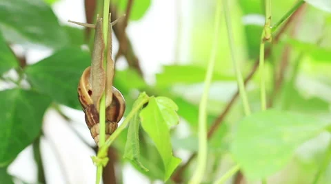 Macro close up snail slips on climber plant. Stock Footage 49510342