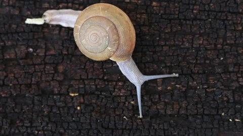 Macro close up snail slips on wood floor. Stock Footage 49510163