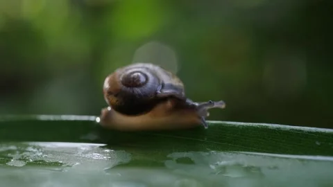 A macro close up of a snail slowly moving across a twig Stock Footage 160557910
