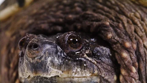 Macro close up of snapping turtle eye Stock Footage 256725634
