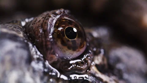 Macro close up of a snapping turtle eyeball Stock Footage 256726069