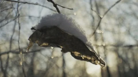 Macro Close Up of Snow Covered Dry Leaf Hanging on Branch in Winter Forest Stock Footage 346281605