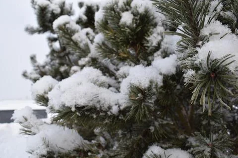Macro Close Up of Snow Covered Evergreen Pine Tree Needles in Winter Stock Photos