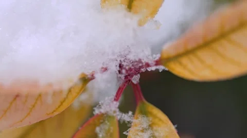 Macro Close-up of Snow Melting on Yellow Leaves Stockbeeldmateriaal 334078654