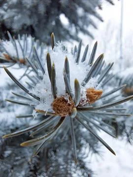 Macro Close Up Of Snow On Pine Tree Needles Winter Nature Background Stock Photos