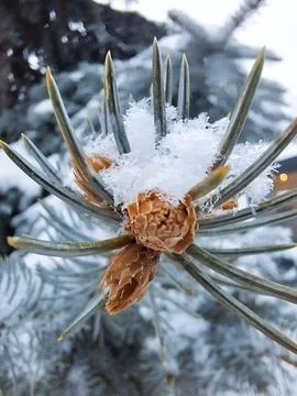 Macro Close Up Of Snow On Pine Tree Needles Winter Nature Background Stock Photos