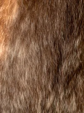 Macro close-up of soft brown cat fur texture with fine light and dark hairs.. Stock Photos