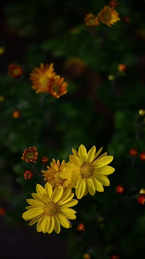 Macro Close Up of Soft Pink Flower Petals with Morning Dew Drops Stockbeeldmateriaal 329199385