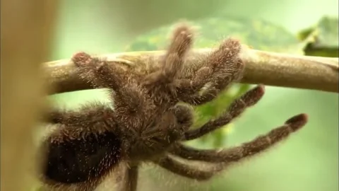 Macro Close Up of Spider on Branch, Detailed Arachnid View, 4K Stock Footage 337055106