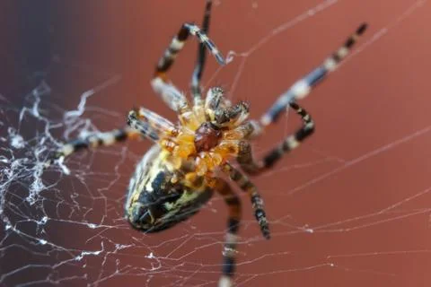 Macro close up spider on cobweb spider web on blurred brown background Stock Photos