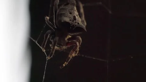 Macro Close Up of Spider Hanging on Web 스톡 동영상 344020433
