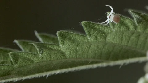 Macro close up of a spider on a nettle leaf, dark background Video stock 128743418