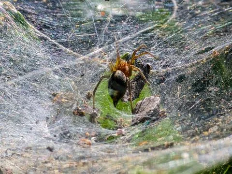 Macro close up of spider on sheet web with trapped insect on green leaf in Stock Photos