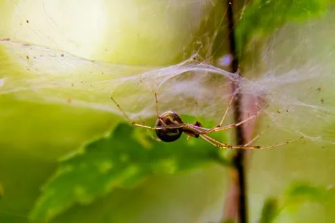 Macro close-up of a spider on a spider's net Stock Photos