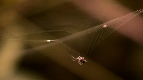 Macro close-up of a spider spinning its web hanging threads around the central 스톡 동영상 108037806