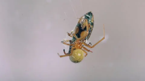 Macro Close Up of Spider Spinning Silk Around Stink Bug Prey Stock Footage 328088774