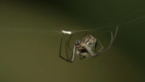 Macro close-up of a spider spinning weaving the inner circle of its web with its Stock Footage 108037452