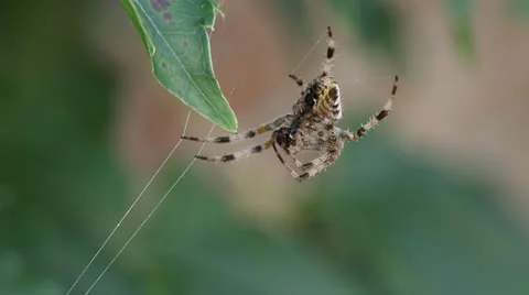 Macro close-up, spider on strands of web swaying in wind, sun emerges. HD 1080p. Stock Footage 22706121