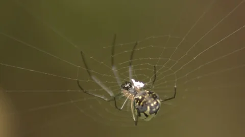 Macro close-up of a spider waiting in the middle of its web to capture prey 스톡 동영상 108037603
