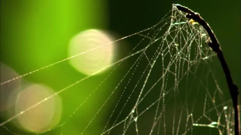 Macro Close Up of Spider Web with Bright Green Bokeh, 4K b-roll Stock Footage 340177620
