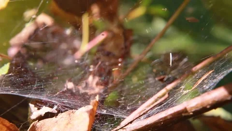 Macro close up of a spider web Stock Footage 143166813