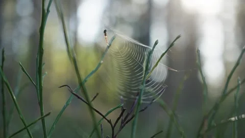 Macro close up of spider web glistening in soft morning Vidéo 347124351